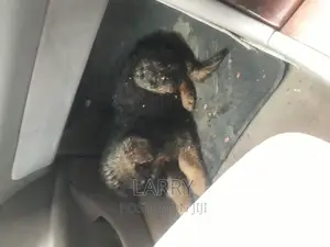 1-3 months Male Purebred German Shepherd