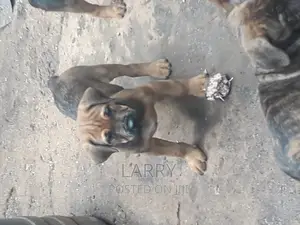 1-3 months Male Purebred Boerboel