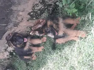 1-3 months Female Purebred German Shepherd