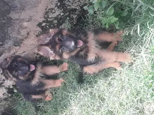 1-3 months Female Purebred German Shepherd