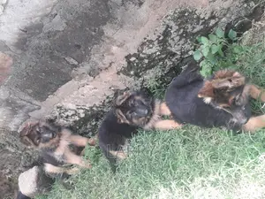 1-3 months Female Purebred German Shepherd