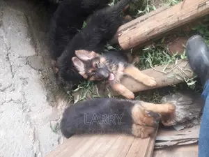 1-3 months Male Purebred German Shepherd