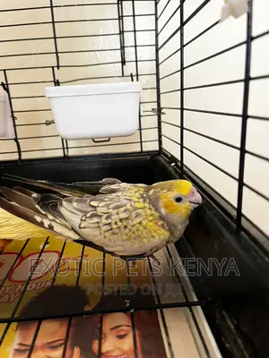Pearl Cockatiel