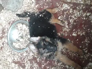 1-3 months Female Purebred German Shepherd