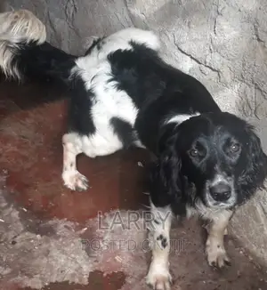 6-12 months Male Purebred English Cocker Spaniel