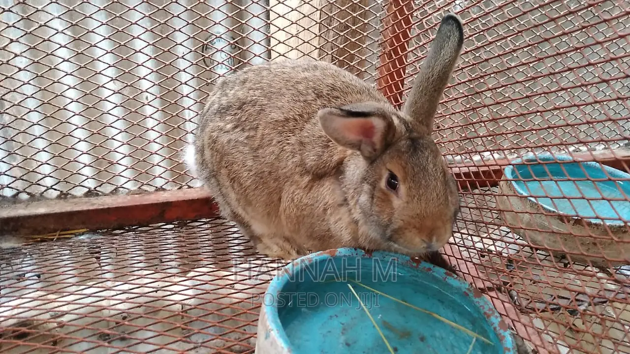 Hybrid Rabbits