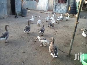 Bata Bukini (Goose) Pair