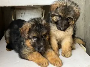 1-3 months Male Purebred German Shepherd