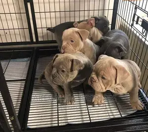 Dog Boarding Service