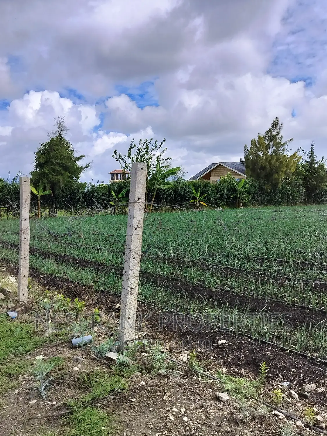 Isinya Prime Plots