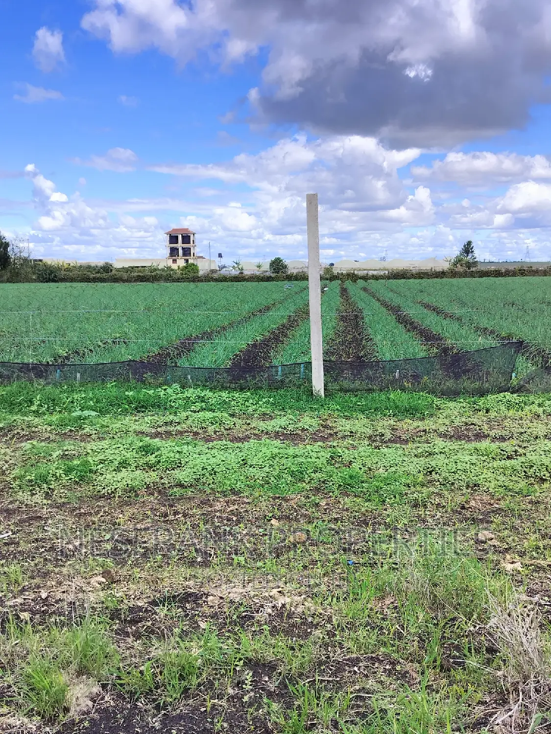 Isinya Prime Plots