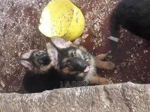 1-3 months Female Purebred German Shepherd