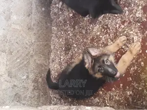 1-3 months Female Purebred German Shepherd