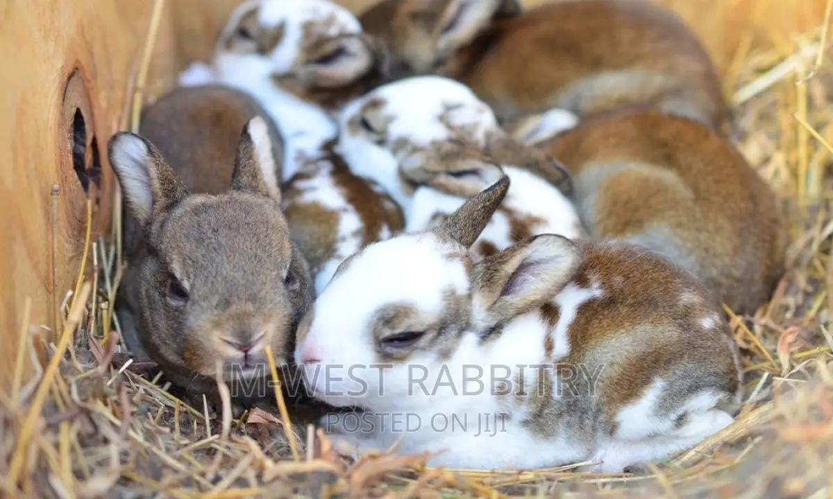 M-West Rabbitry