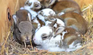 M-West Rabbitry