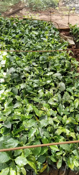 Grafted Coffee Seedlings