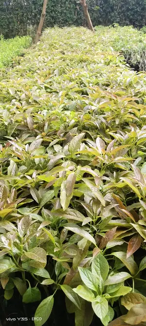 Hass Avocado Seedlings
