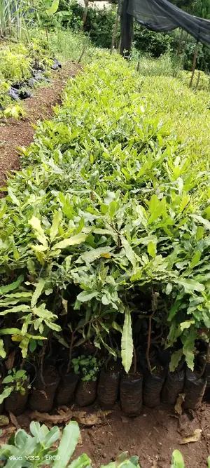 Macadamia Seedlings