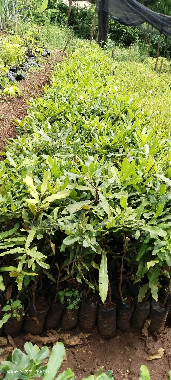 Macadamia Seedlings