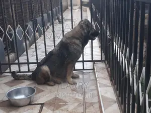 1+ year Female Purebred Caucasian Shepherd