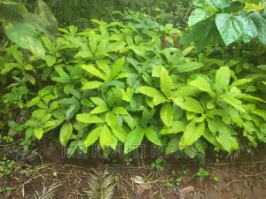 Grafted Hass Ovacado Seedlings