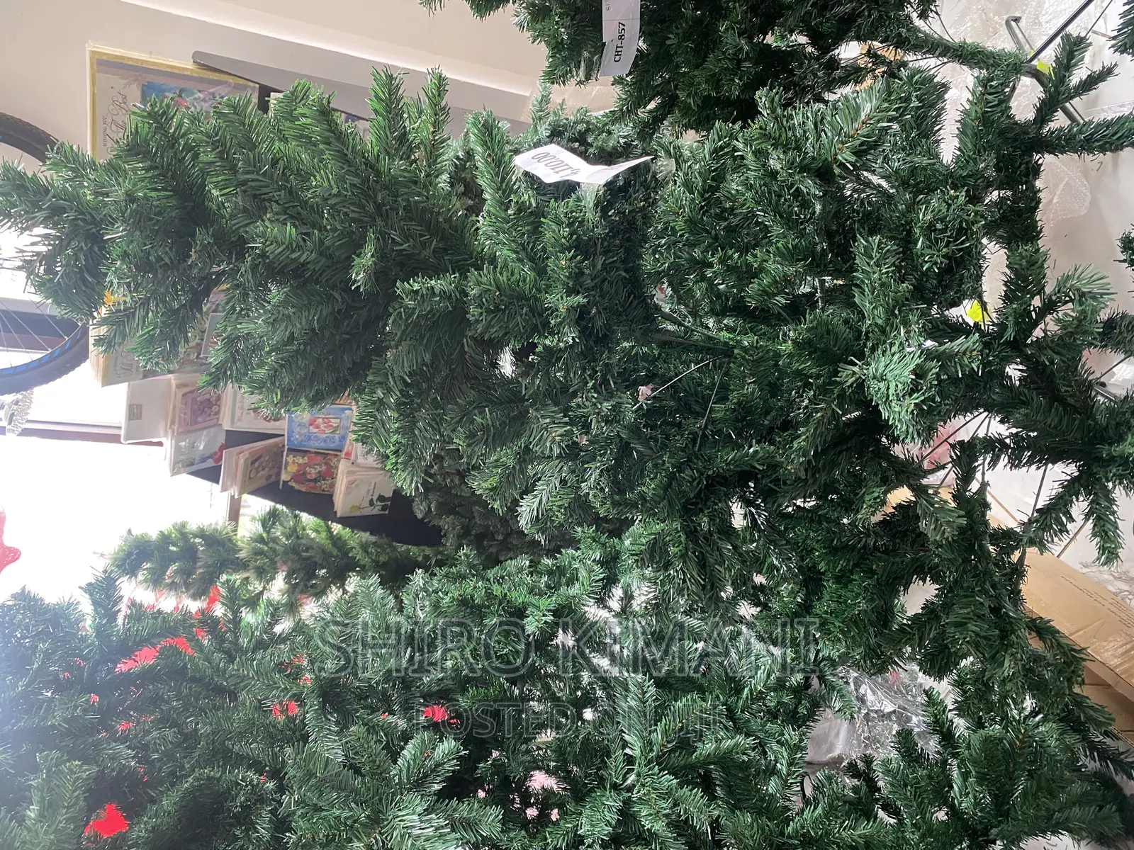 Christmas Tree 12 Feet Available