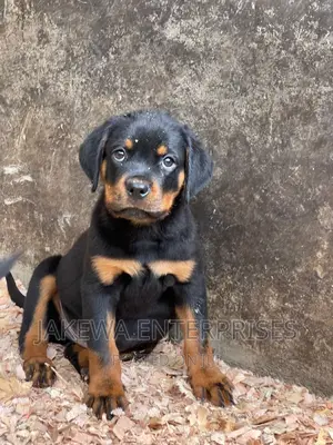 1-3 months Male Purebred Rottweiler