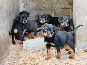 1-3 months Male Purebred Rottweiler