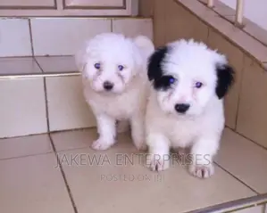 1-3 months Female Purebred Japanese Spitz