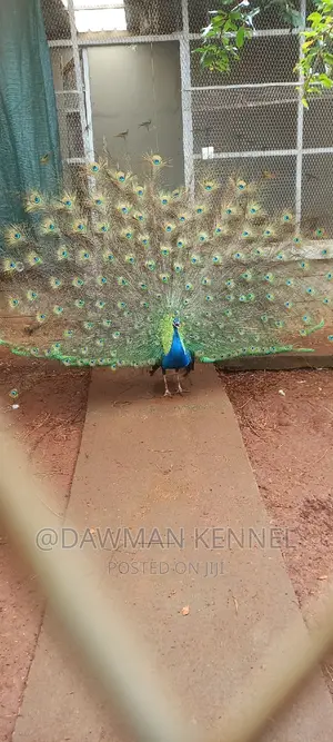 Peacock Available