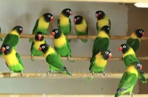 Black-Mask Lovebirds (Imported)