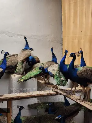 Peacocks and Peahens