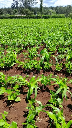 1acre for Sale in Labour, Kandongu, Kianjogu Mwea