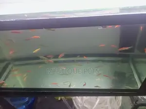 Aquarium Fish and All Pets Accessories