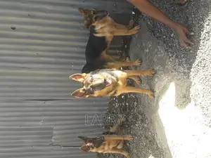 3-6 months Male Purebred German Shepherd