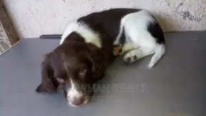 1-3 months Female Purebred English Springer Spaniel