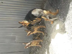 3-6 months Male Purebred German Shepherd