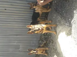 3-6 months Male Purebred German Shepherd