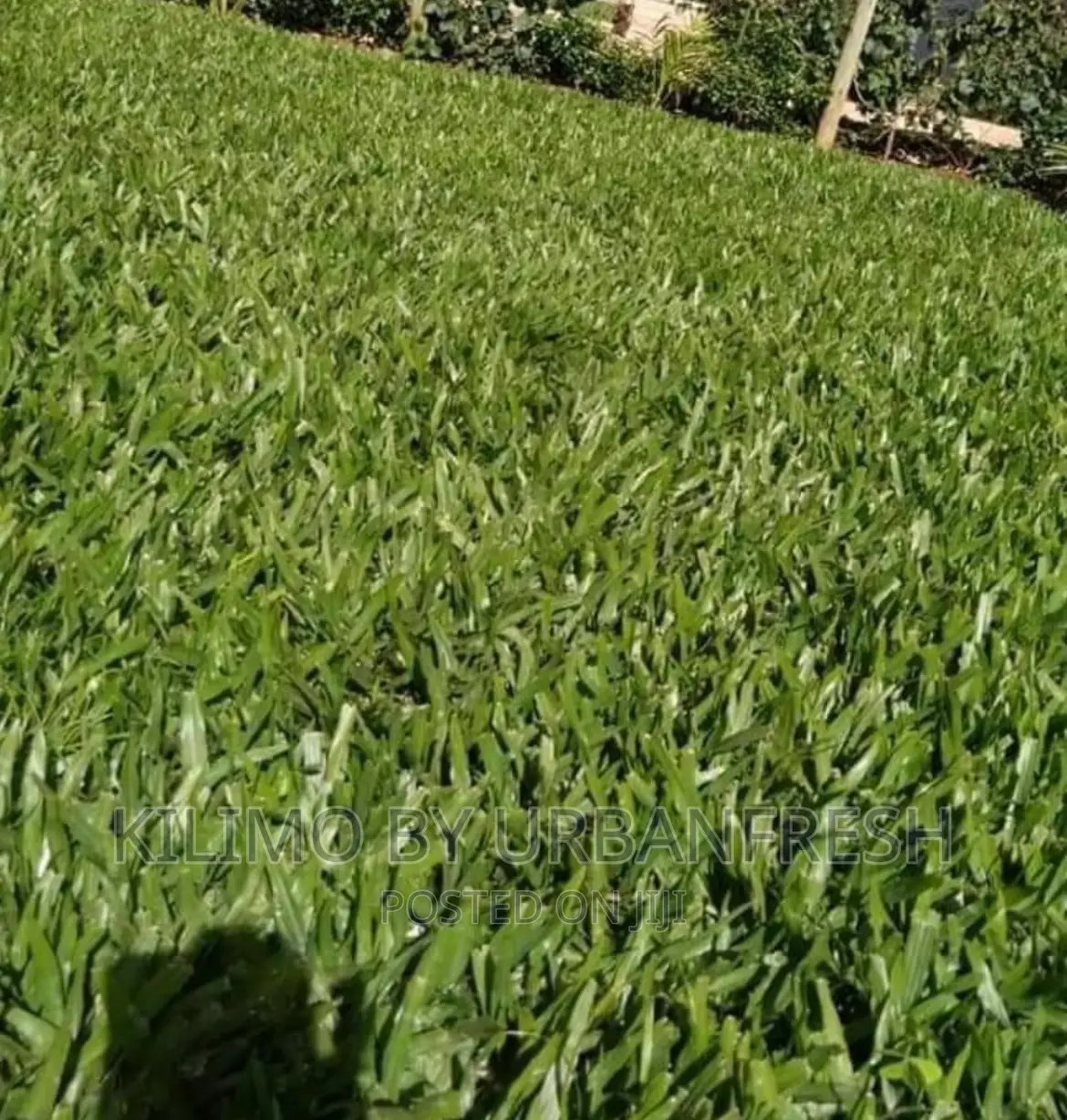 Pemba Grass Packed in 50 Kg Bag.