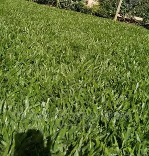 Pemba Grass Packed in 50 Kg Bag.