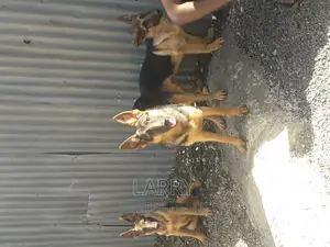 3-6 months Male Purebred German Shepherd