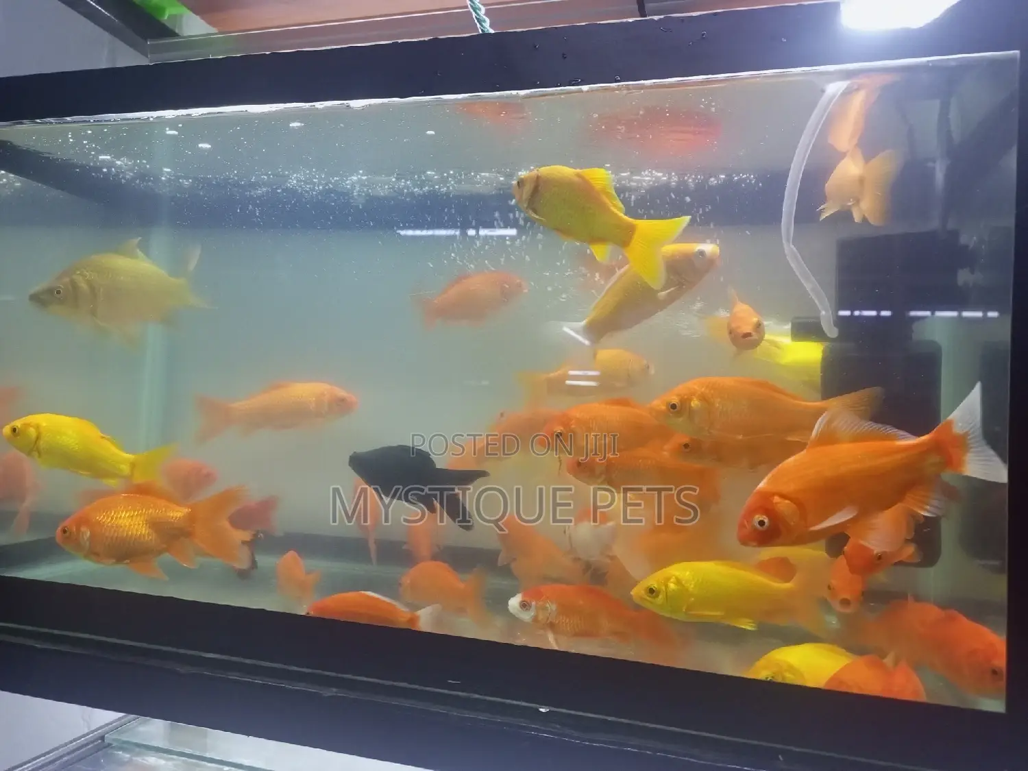 Aquarium-Fish
