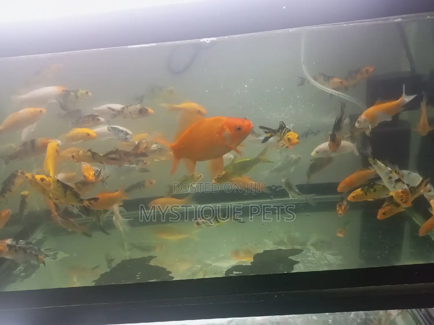 Koi Carpfosh