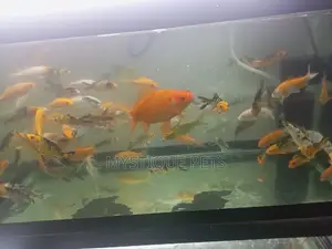 Koi Carpfosh