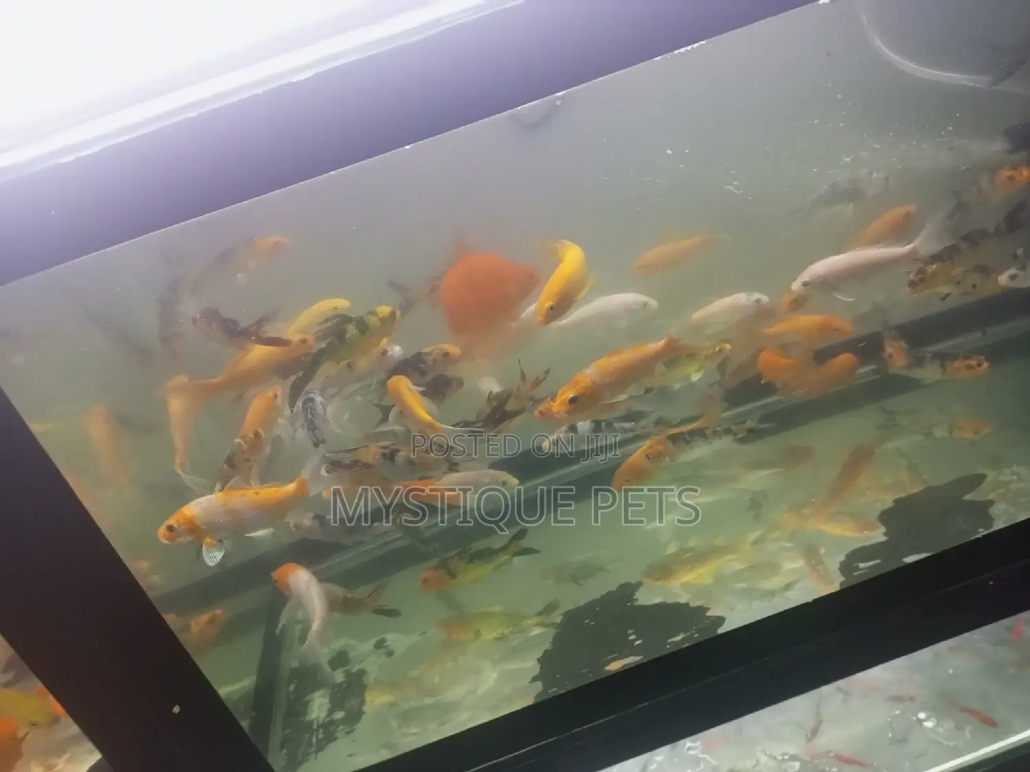 Koi Carpfosh