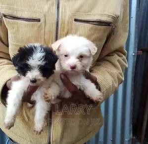 1-3 months Male Purebred Maltese