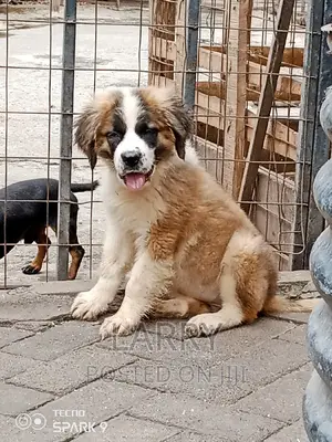 1-3 months Male Purebred Saint Bernard