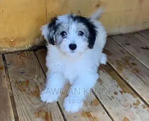 1-3 months Male Purebred Maltese