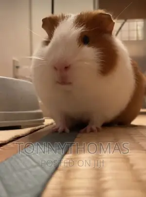 Hamsters Pets