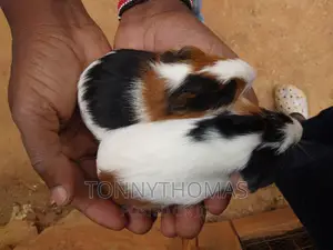 Guinea Pig Pets.
